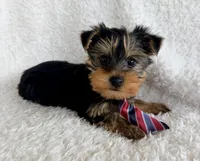Louie, a male Yorkshire Terrier for sale in Millersburg, OH – Photo 2 of 5