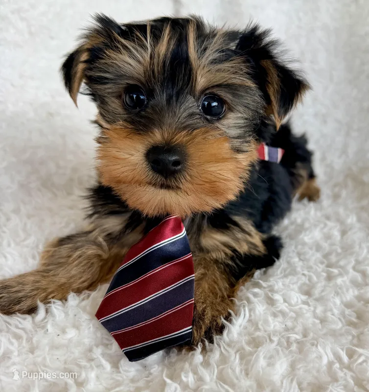 Louie – Yorkshire Terrier puppy for sale in Millersburg, OH