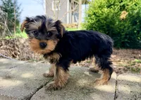 Louie, a male Yorkshire Terrier for sale in Millersburg, OH – Photo 3 of 5