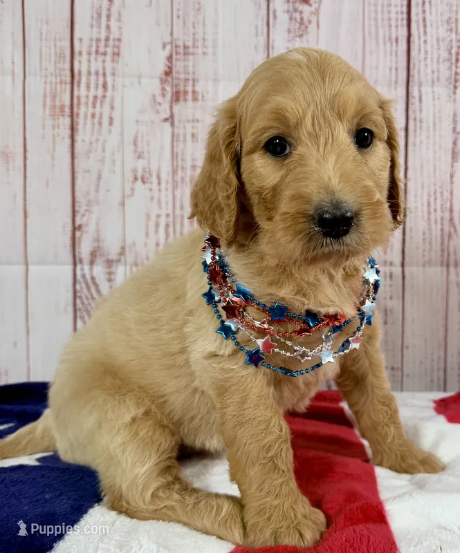 Sierra – Goldendoodle puppy for sale in Millersburg, OH