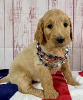 Sierra, a female Goldendoodle for sale in Millersburg, OH – 1 of 5