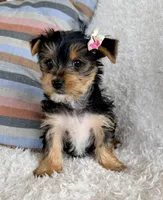 Jasmine, a female Yorkshire Terrier for sale in Millersburg, OH – Photo 1 of 5