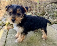 Jasmine, a female Yorkshire Terrier for sale in Millersburg, OH – Photo 3 of 5