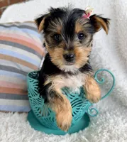 Jasmine, a female Yorkshire Terrier for sale in Millersburg, OH – Photo 2 of 5