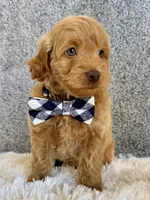 Sammie, a male Cavapoo for sale in Millersburg, OH – 3 of 5
