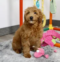 Cory, a male Miniature Goldendoodle for sale in Millersburg, OH – 3 of 5