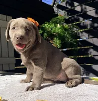Stormi , a female Labrador Retriever for sale in Millersburg, OH – 2 of 4
