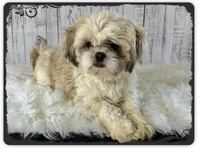 Tenderheart Bear, a female Shichon for sale in Millersburg, OH – 5 of 6