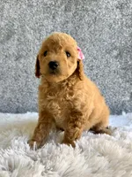 Sage, a female Cavapoo for sale in Millersburg, OH – 2 of 4