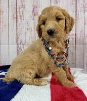 Ruby, a male Goldendoodle for sale in Millersburg, OH – 3 of 5