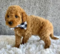 Santiago, a male Cavapoo for sale in Millersburg, OH – 2 of 4