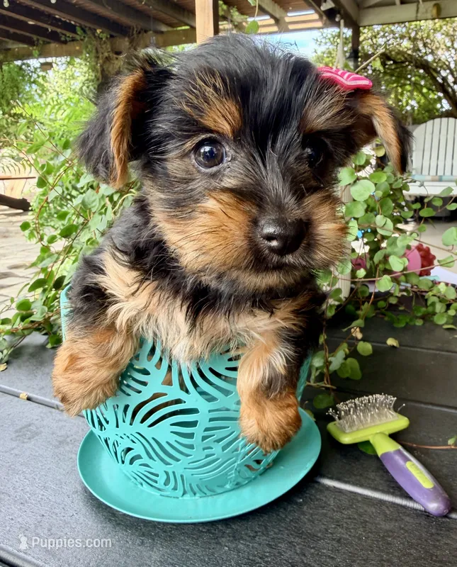 Autumn – Yorkshire Terrier puppy for sale in Millersburg, OH