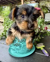 Autumn, a female Yorkshire Terrier for sale in Millersburg, OH – 1 of 3