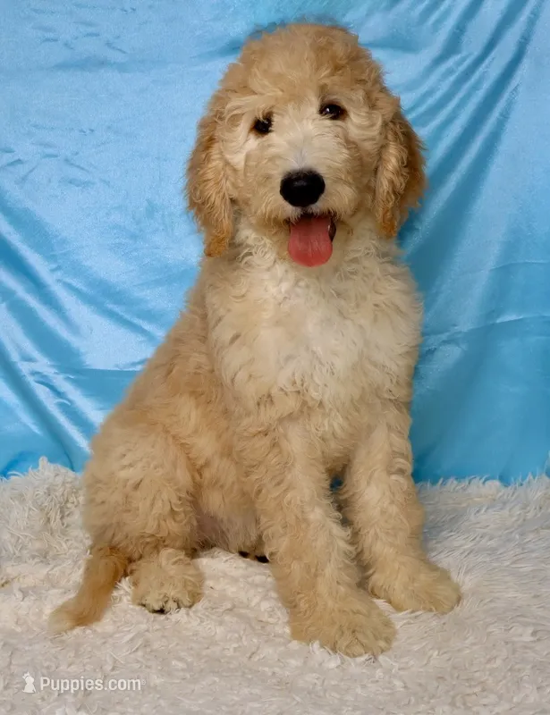 Zoe – Goldendoodle puppy for sale in Millersburg, OH