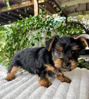 Autumn, a female Yorkshire Terrier for sale in Millersburg, OH – 3 of 3