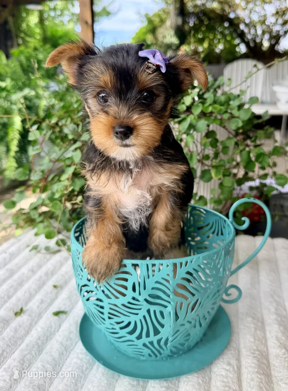 Maple – Yorkshire Terrier puppy for sale in Millersburg, OH