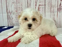 Tenderheart Bear, a female Shichon for sale in Millersburg, OH – 2 of 5