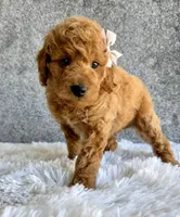 Shiloh, a female Cavapoo for sale in Millersburg, OH – 3 of 5