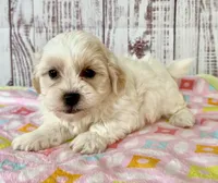Tenderheart Bear, a female Shichon for sale in Millersburg, OH – 3 of 6
