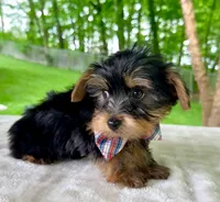 Luca, a female Yorkshire Terrier for sale in Millersburg, OH – 2 of 3