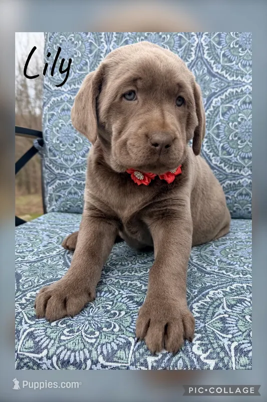 Lily – Labrador Retriever puppy for sale in Millersburg, OH