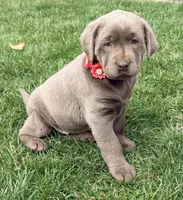 Lily, a female Labrador Retriever for sale in Millersburg, OH – Photo 5 of 6