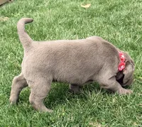 Lily, a female Labrador Retriever for sale in Millersburg, OH – Photo 3 of 6