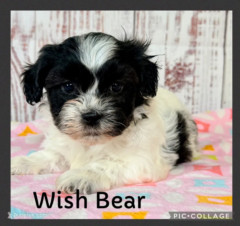 Wish – Shichon puppy for sale in Millersburg, OH