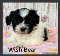 Wish, a female Shichon for sale in Millersburg, OH – 1 of 7