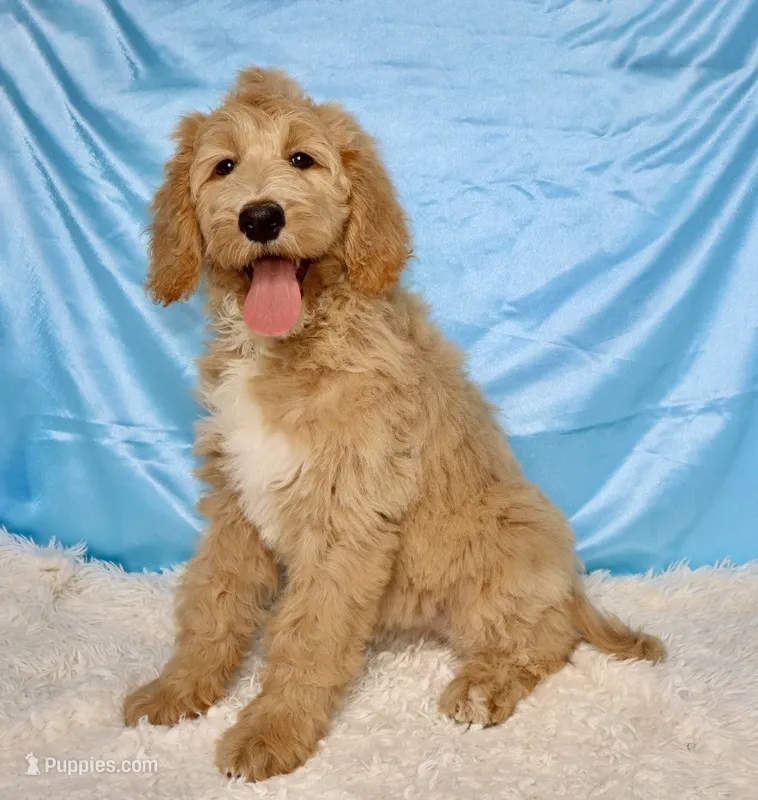 Poppi  – Goldendoodle puppy for sale in Millersburg, OH