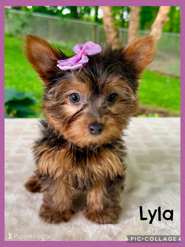 Lyla – Yorkshire Terrier puppy for sale in Millersburg, OH