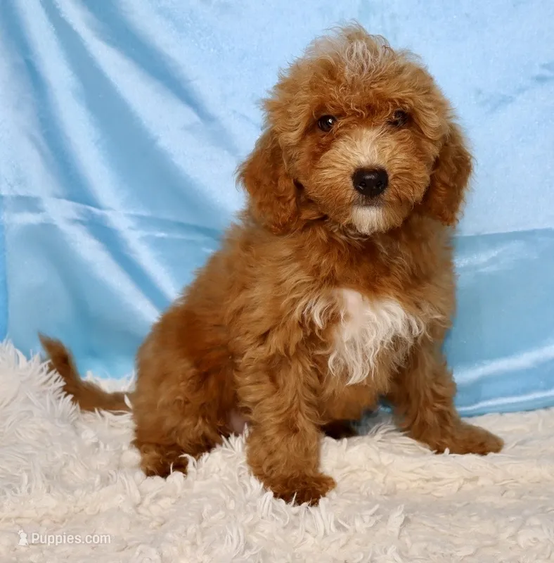 Roper – Miniature Goldendoodle puppy for sale in Millersburg, OH
