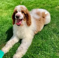 Benny, a male Goldendoodle for sale in Millersburg, OH – 5 of 5