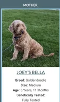 Barney , a male Miniature Goldendoodle for sale in Millersburg, OH – 3 of 4
