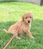 Sage, a female Miniature Goldendoodle for sale in Millersburg, OH – 2 of 6