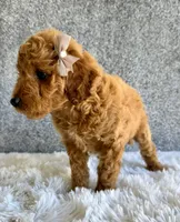 Shiloh, a female Cavapoo for sale in Millersburg, OH – 2 of 5