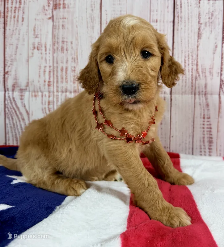 Daisy – Goldendoodle puppy for sale in Millersburg, OH