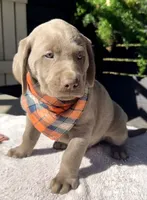 Charlie, a male Labrador Retriever for sale in Millersburg, OH – 2 of 5