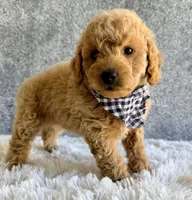 Scout, a male Cavapoo for sale in Millersburg, OH – 3 of 3