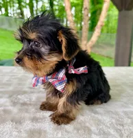 Luca, a female Yorkshire Terrier for sale in Millersburg, OH – 3 of 3