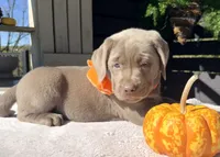 Sienna, a female Labrador Retriever for sale in Millersburg, OH – 2 of 5