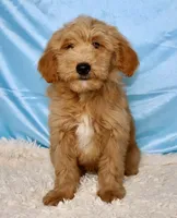 Bentley, a male Miniature Goldendoodle for sale in Millersburg, OH – 1 of 5
