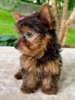 Lyla, a female Yorkshire Terrier for sale in Millersburg, OH – 2 of 4