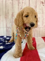 Skye, a female Goldendoodle for sale in Millersburg, OH – 5 of 7