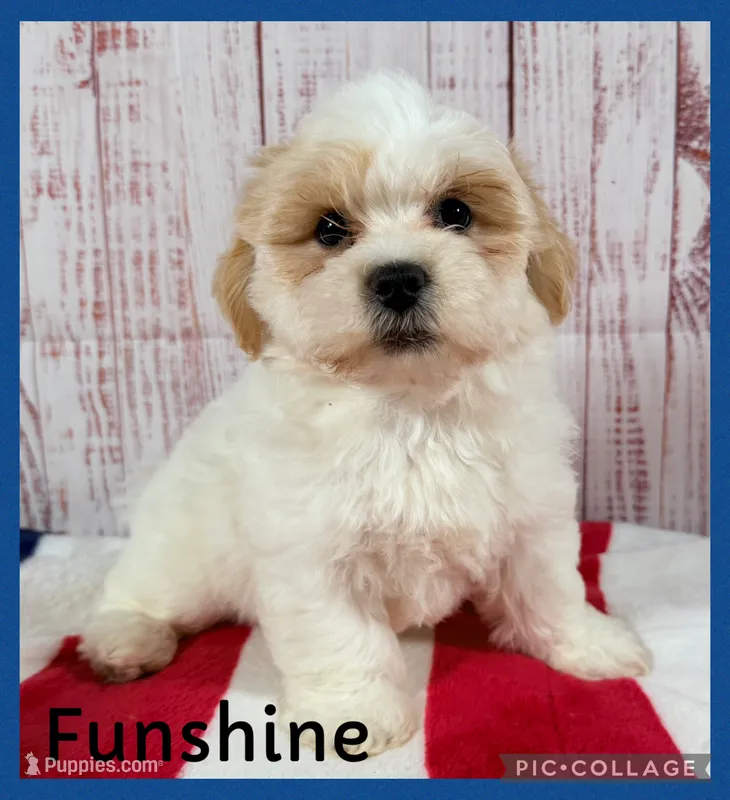 Funshine Bear – Shichon puppy for sale in Millersburg, OH
