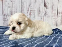 Mr Fluffles, a male Shichon for sale in Millersburg, OH – 3 of 5
