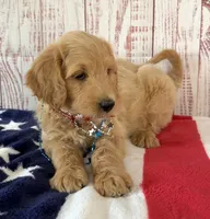 Skye, a female Goldendoodle for sale in Millersburg, OH – 2 of 7