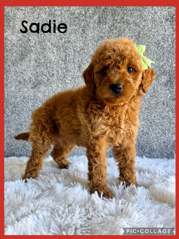 Sadie – Cavapoo puppy for sale in Millersburg, OH