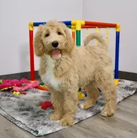 Zoe, a female Goldendoodle for sale in Millersburg, OH – 2 of 5