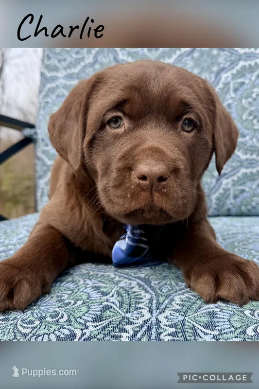 Charlie – Labrador Retriever puppy for sale in Millersburg, OH